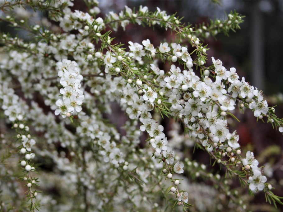 Leptospermum (Myrtaceae) Rubinette