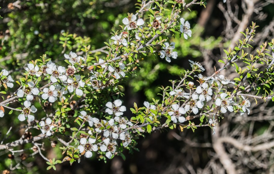 Лептоспермум киви