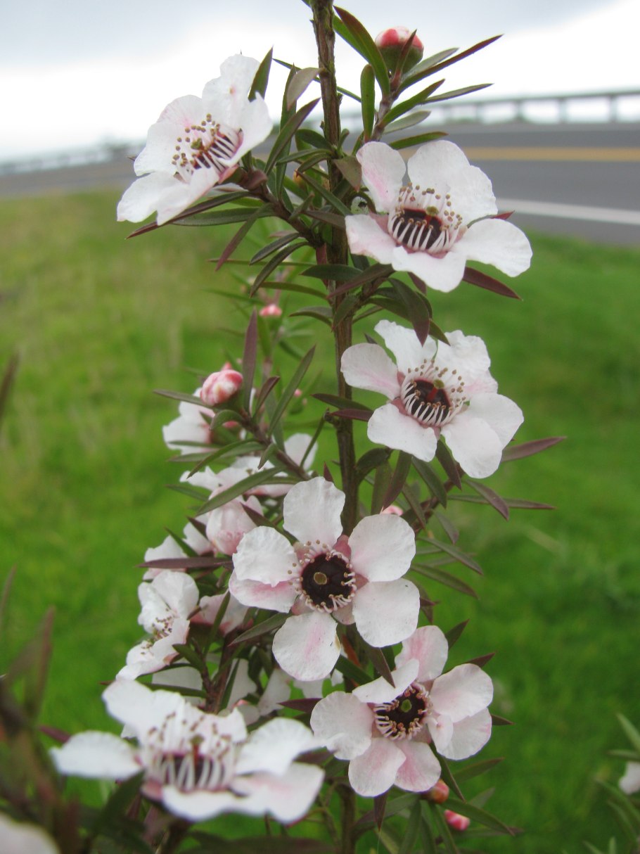 Leptospermum rubinette