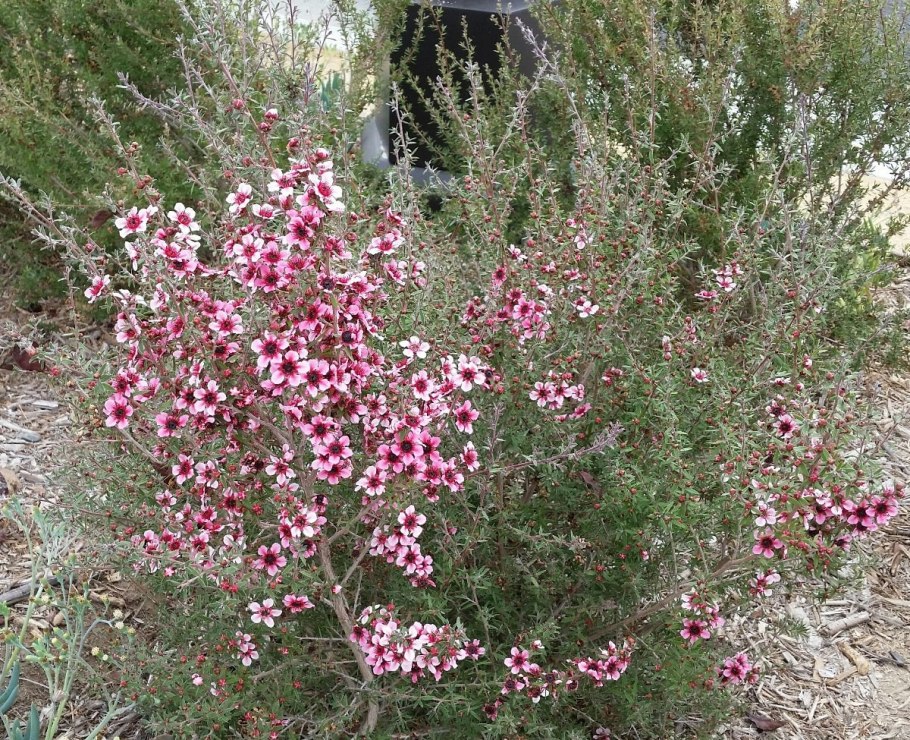 Leptospermum scoparium