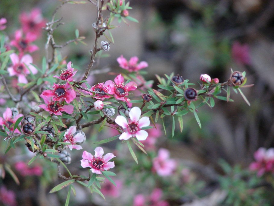 Манука (Leptospermum scoparium)