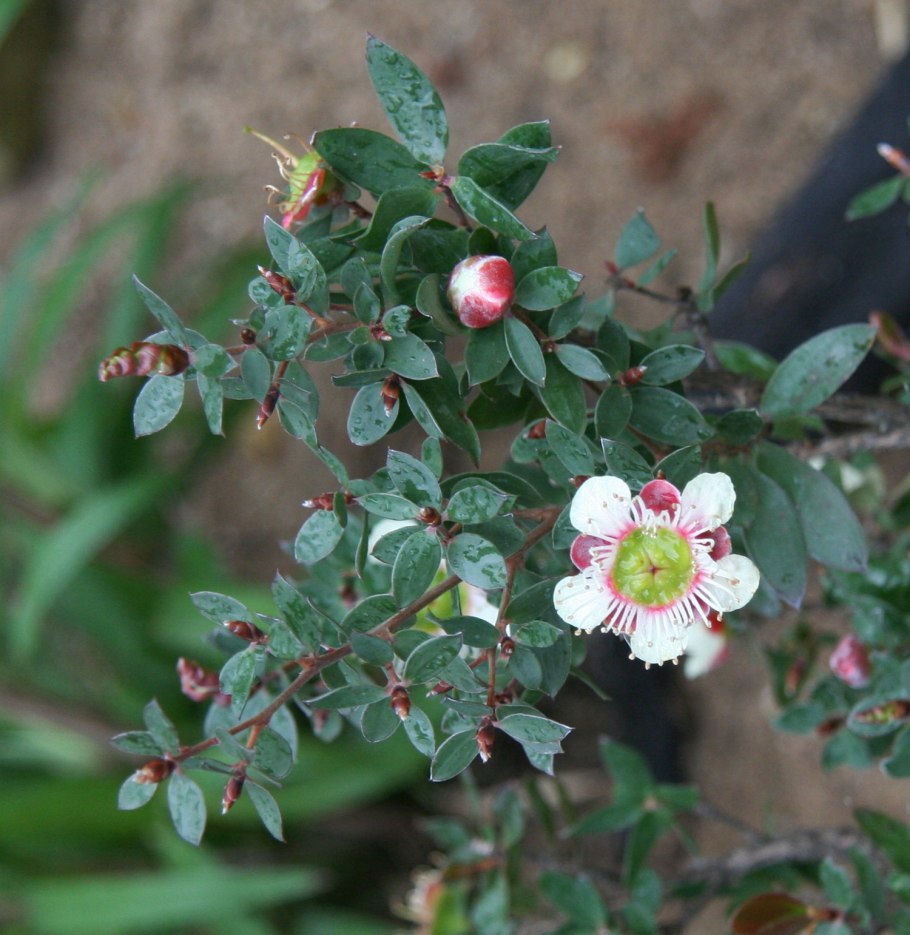 Leptospermum lanigerum