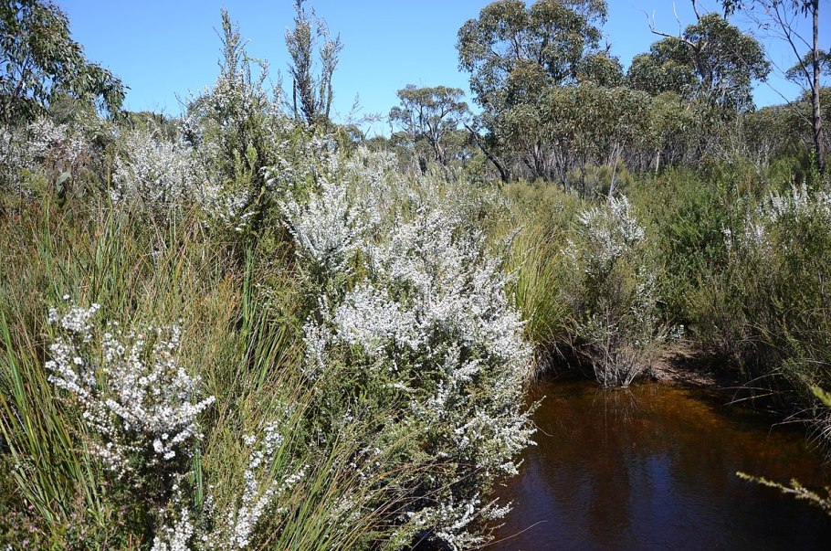 Тонкосемянник метловидный