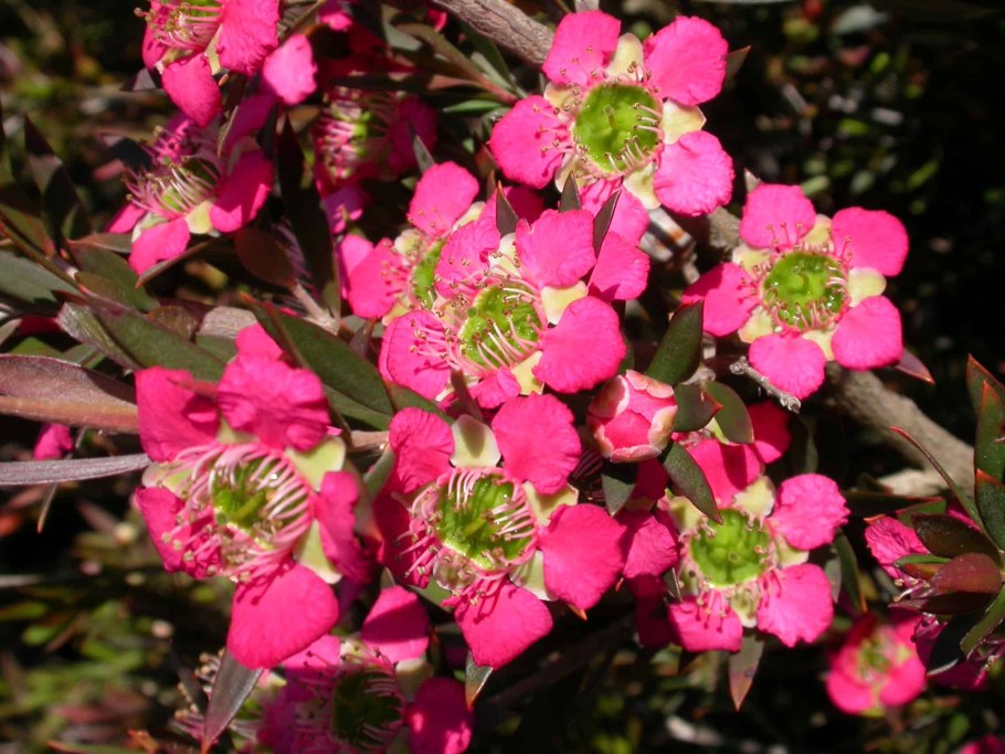 Leptospermum rubra