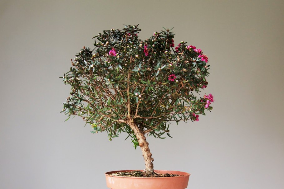 Leptospermum rotundifolium
