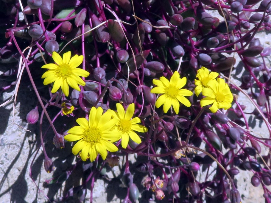 Суккулент Othonna capensis