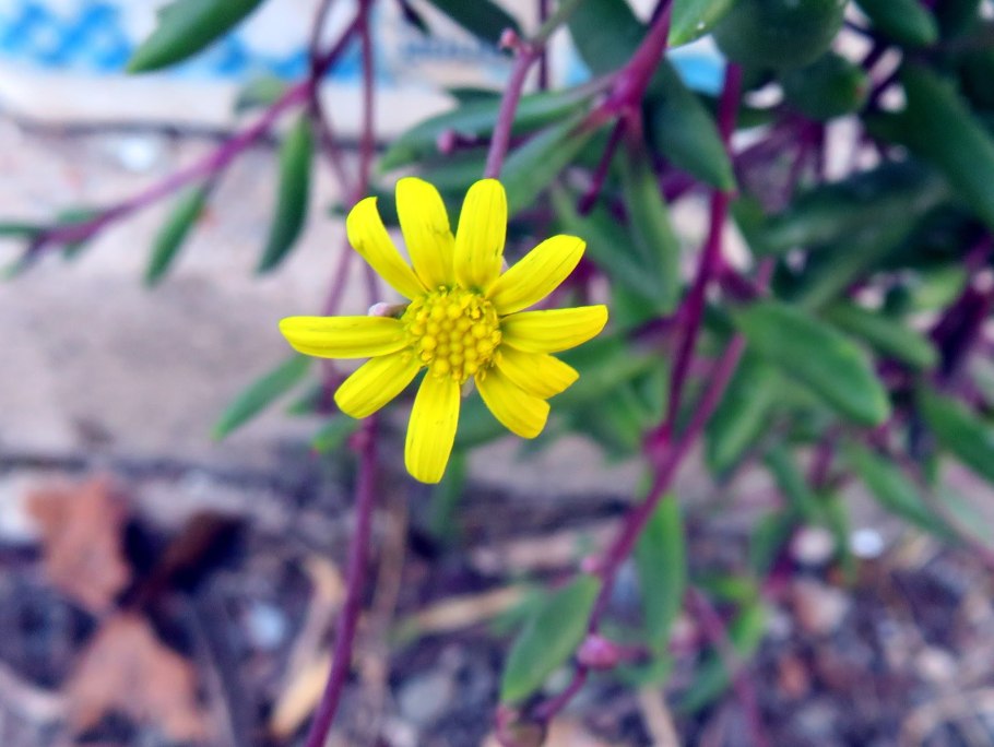 Котиледон Элизы