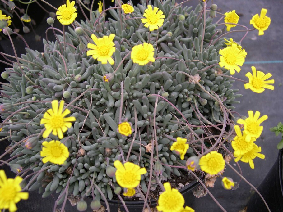 Отонна Рубиновая цветок