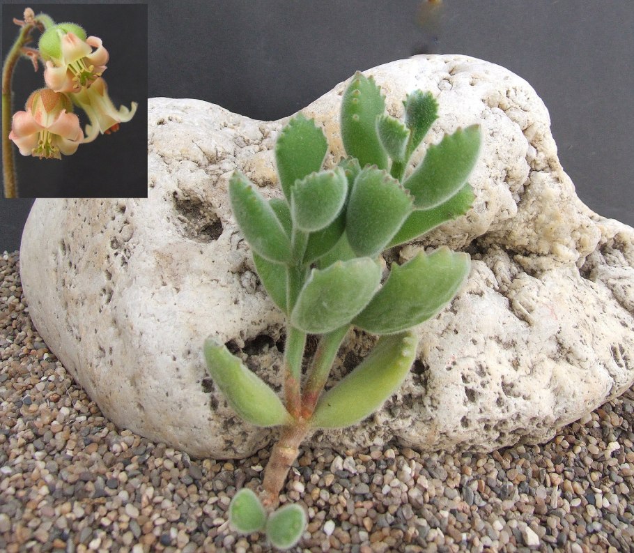 Суккулент Октопус