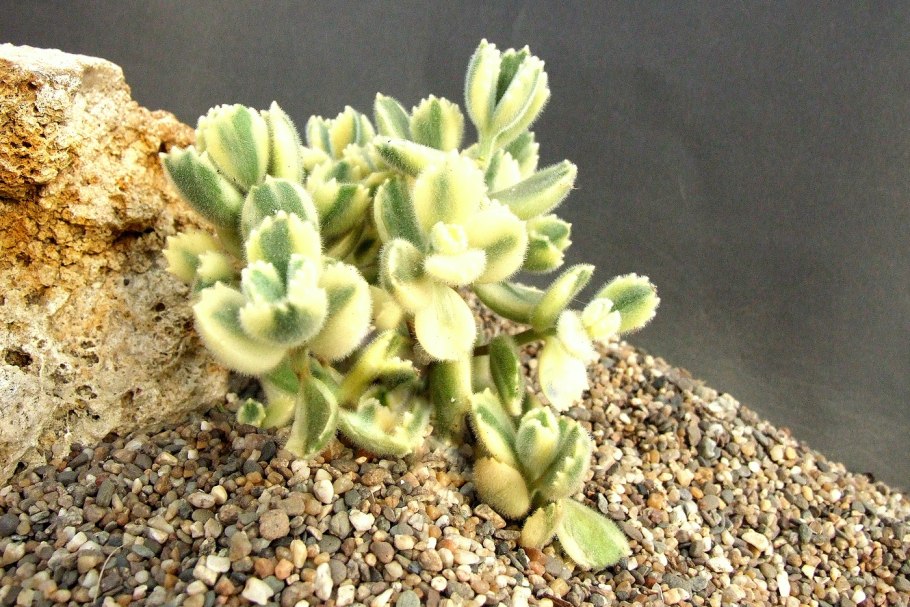 Отонна капенсис