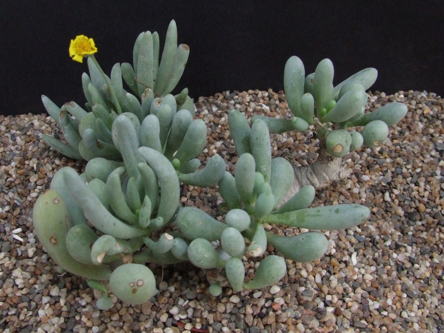 Суккулент Senecio mikanioides