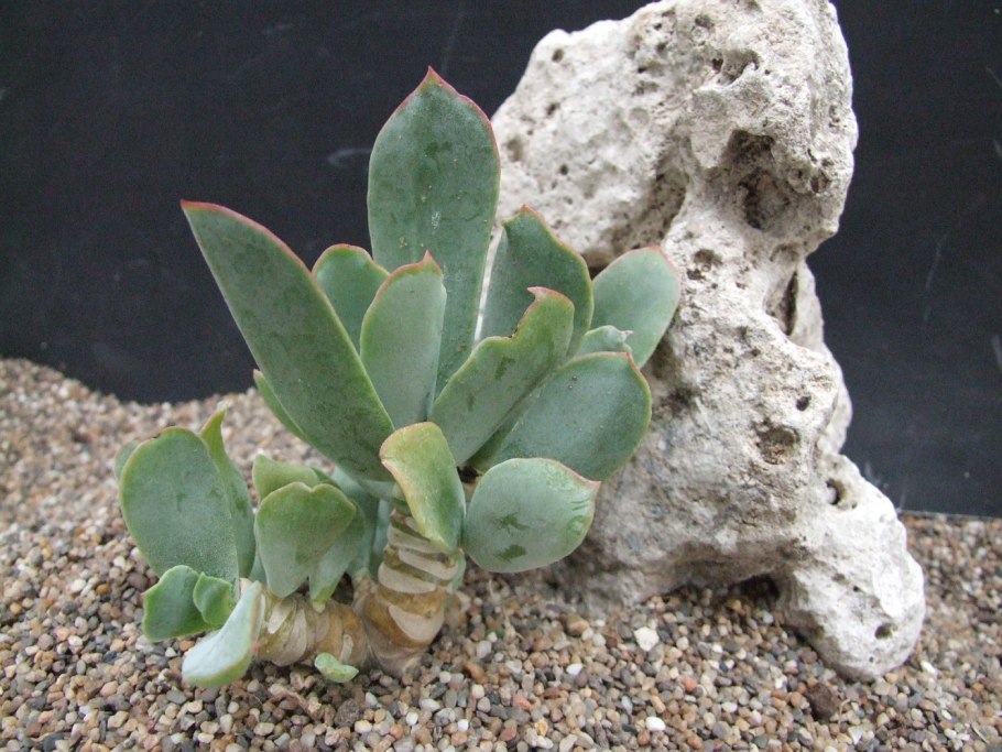 Cotyledon orbiculata