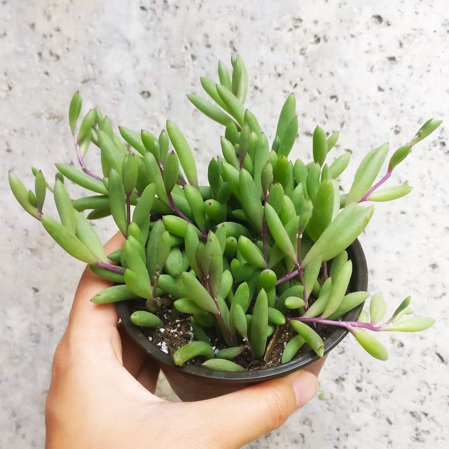 Оттона мясистая