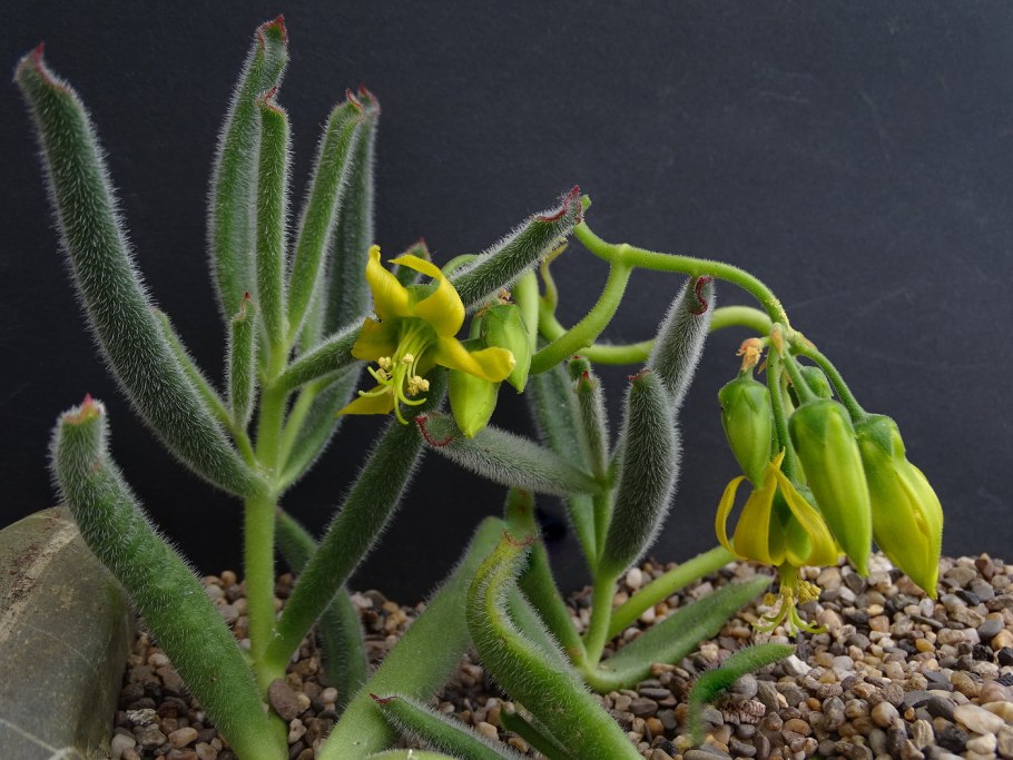 Othonna capensis Ruby Necklace