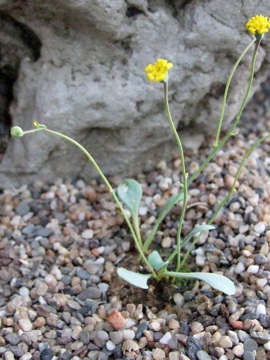 Отонна капенсис