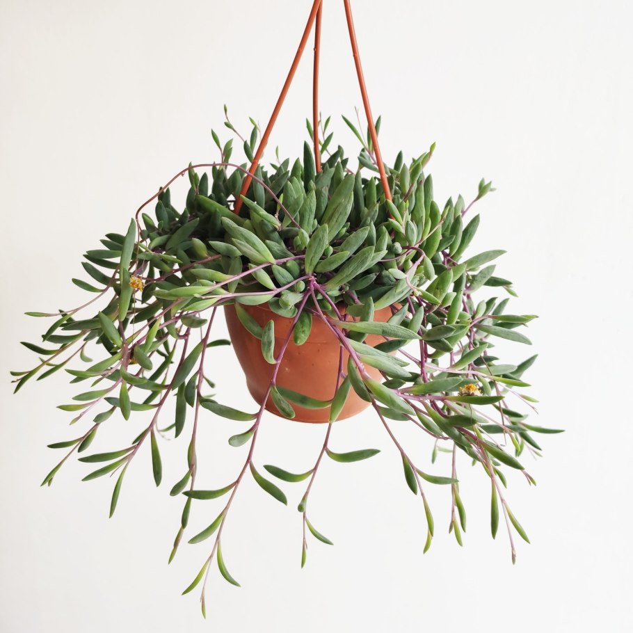 Отонна capensis