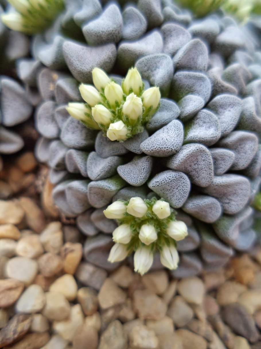 Скульптура полной женщины