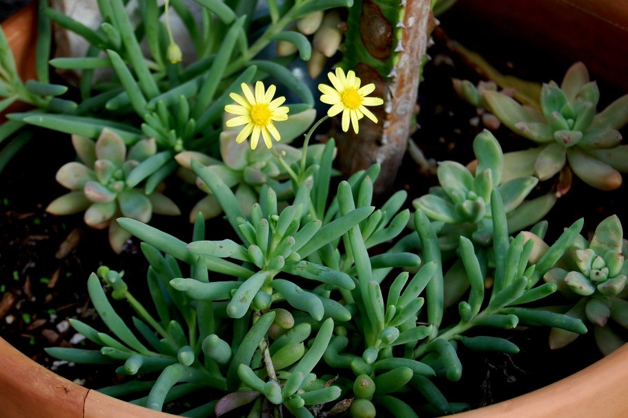 Отонна капенсис