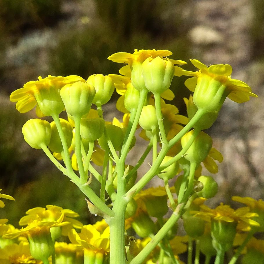 Senecio triangularis