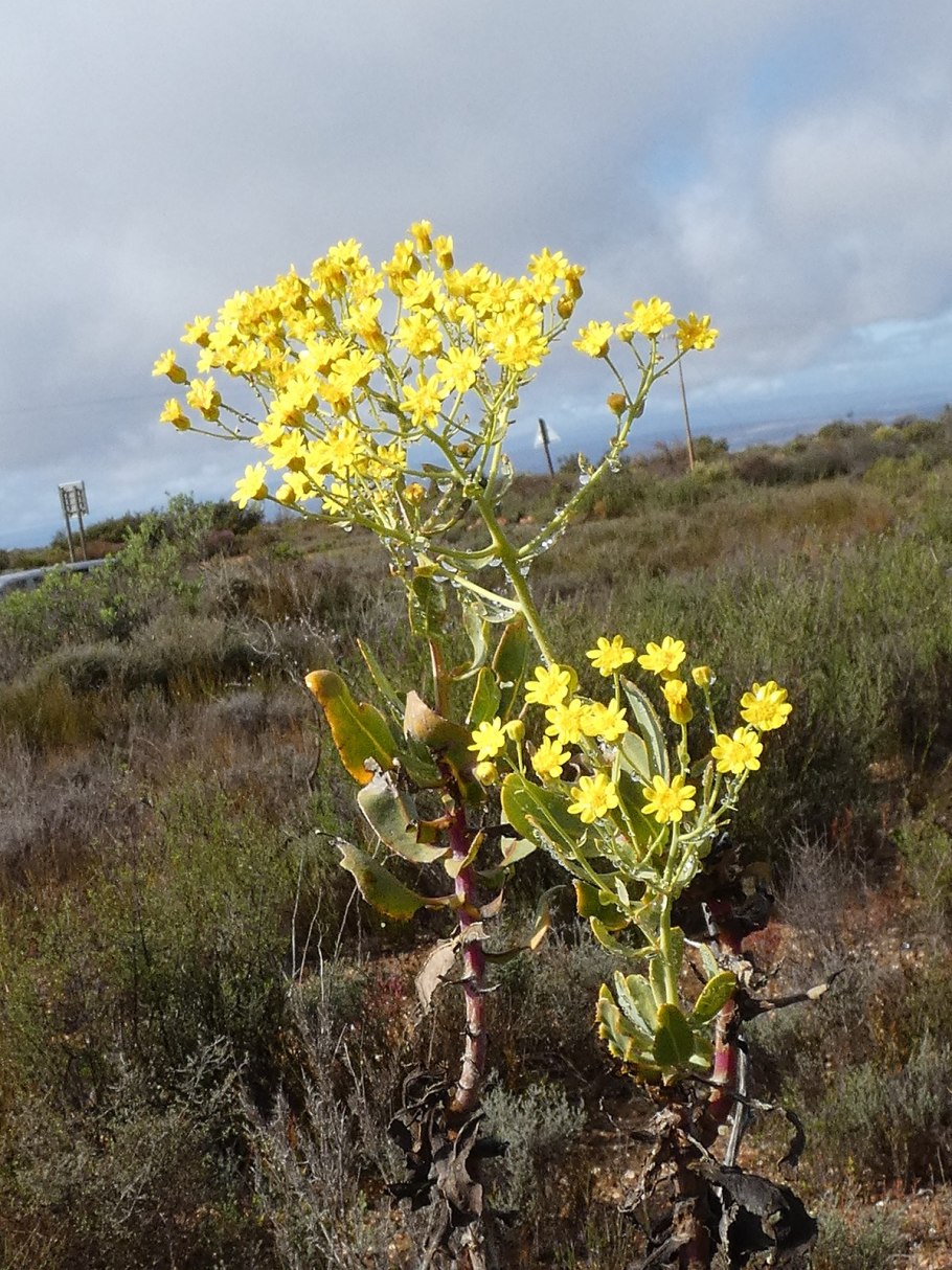 Cotyledon orbiculata Hakubi