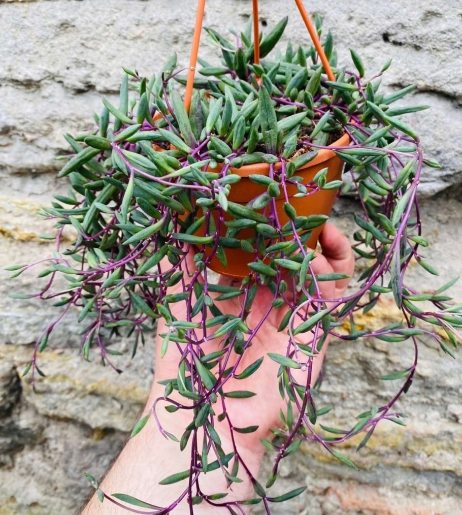 Оттона капенсис