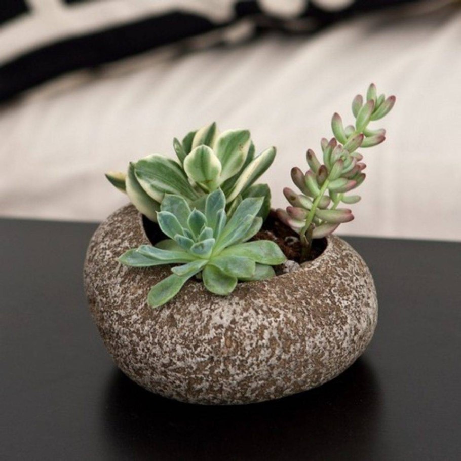 Суккулент Othonna