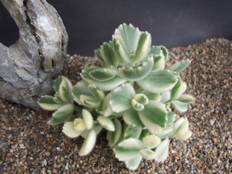 Котиледон леди смит вариегата