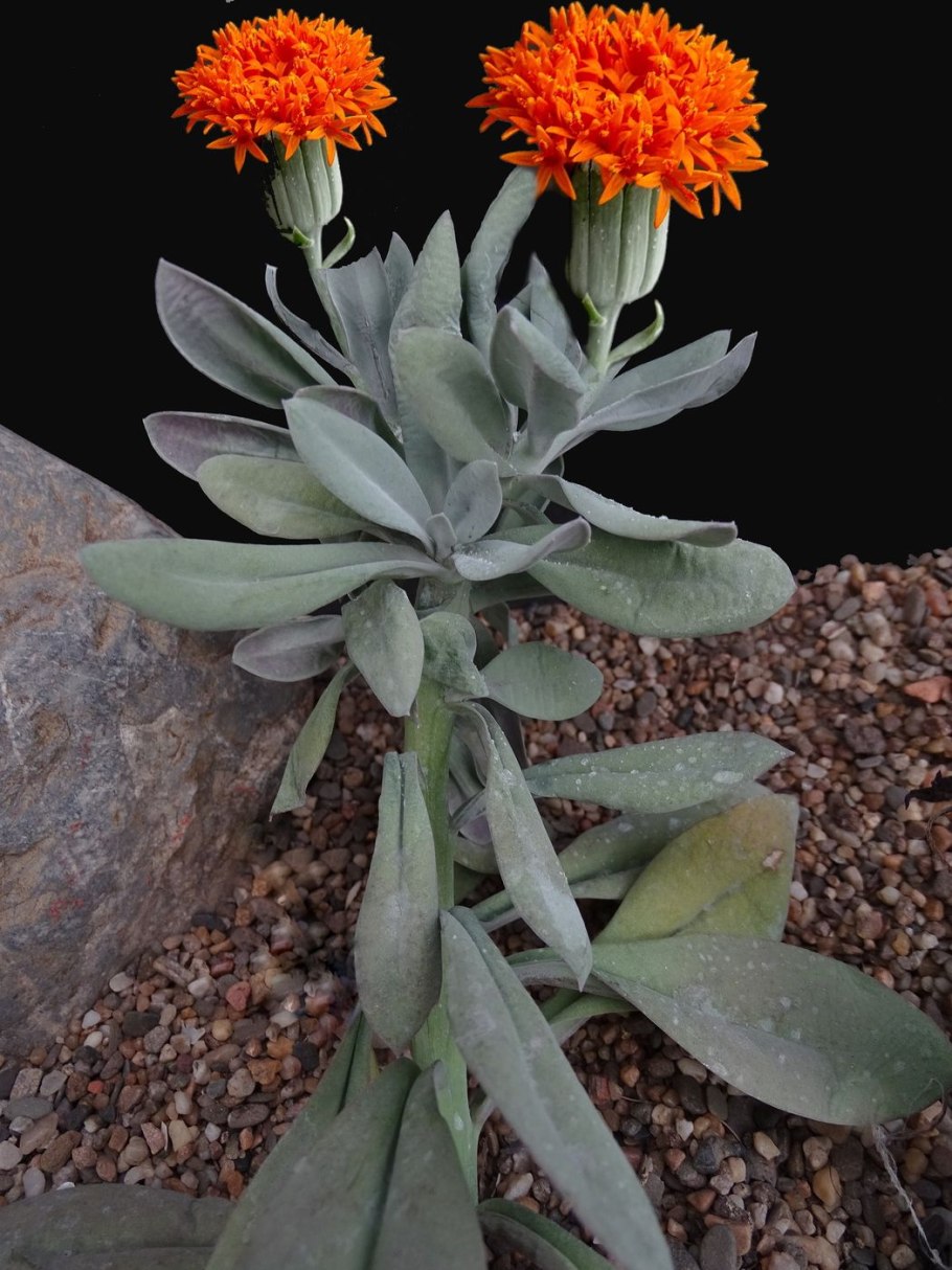 Крестовник клейния