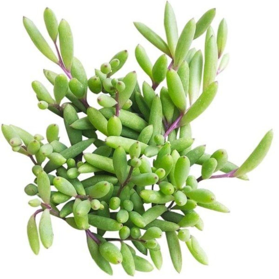 Котиледон Якобсена