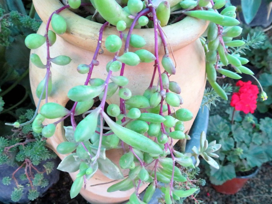 Кристалл Ренн плюс сайз