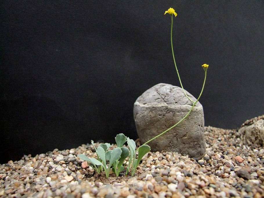 Othonna lepidocaulis