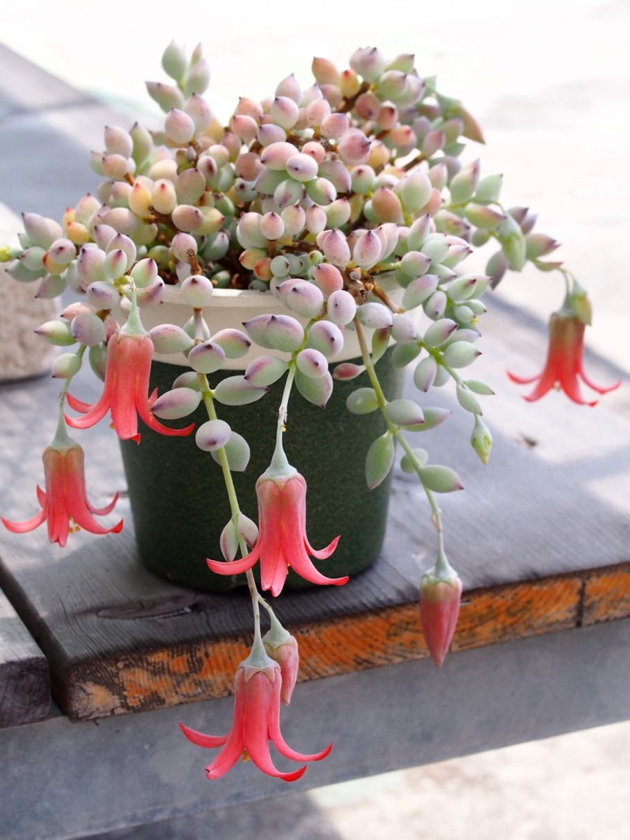 Крестовник Роули (Senecio rowleyanus)