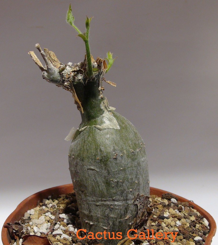 Sarcocaulon vanderietiae