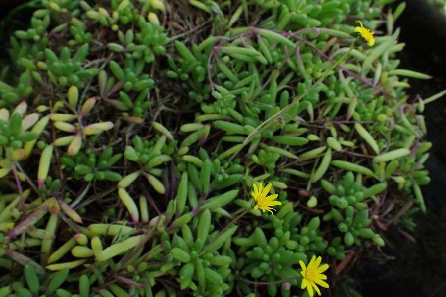 Оттона мясистая