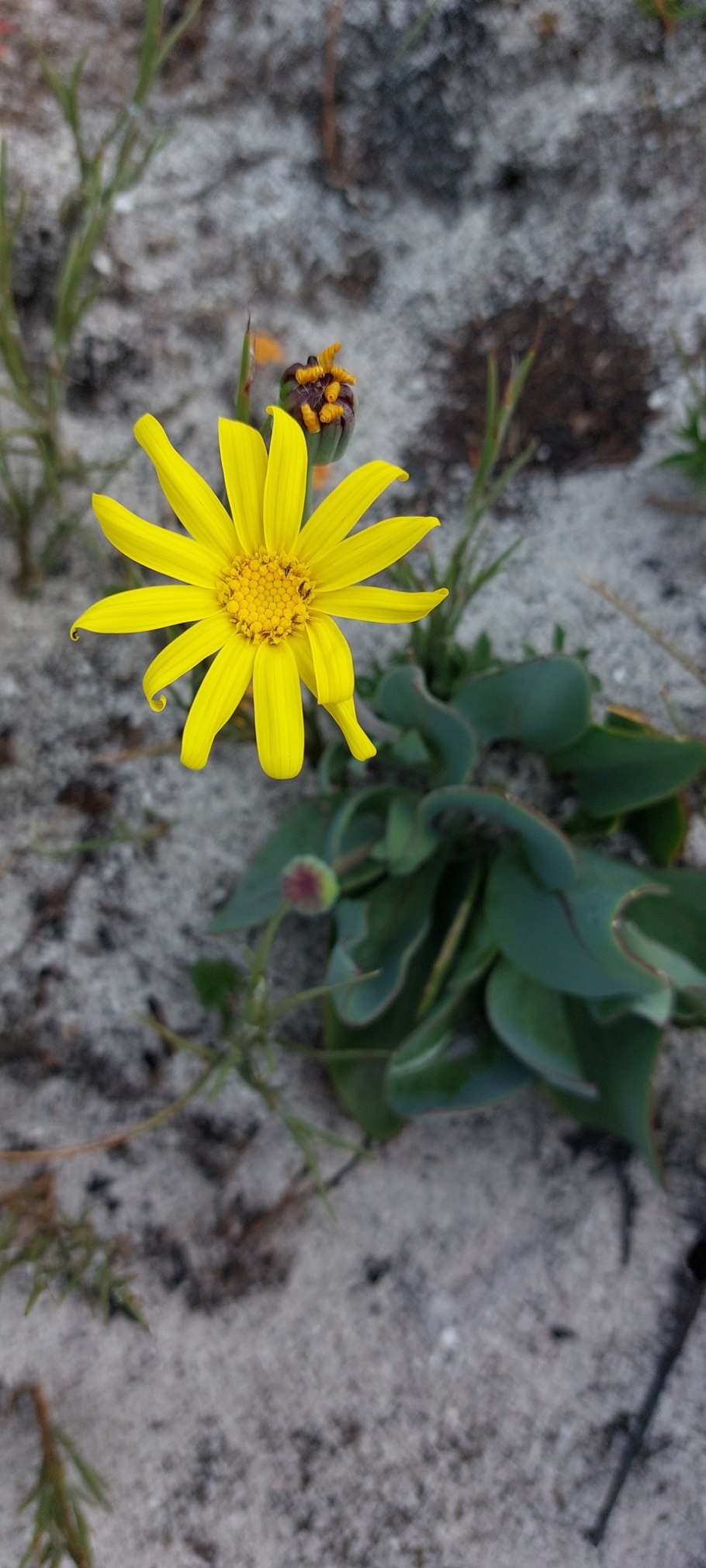 Отонна Капская