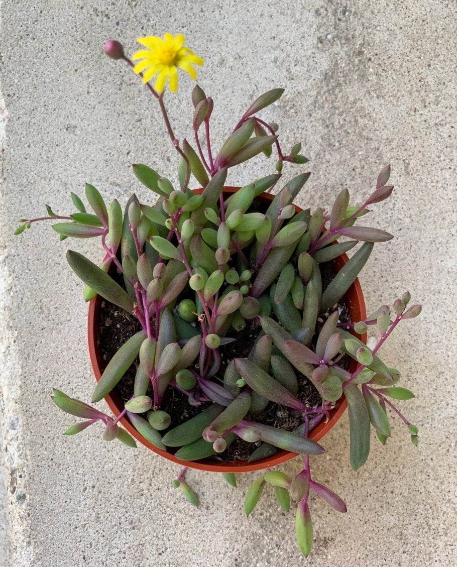 Фелиция capensis