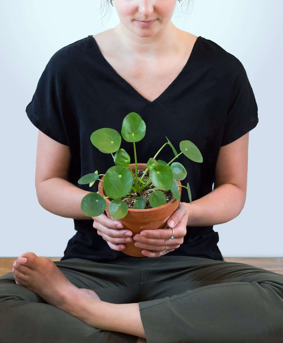 Тара Линн 2020