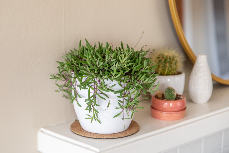 Котиледон Пенденс