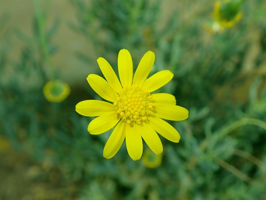 Котиледон Othonna