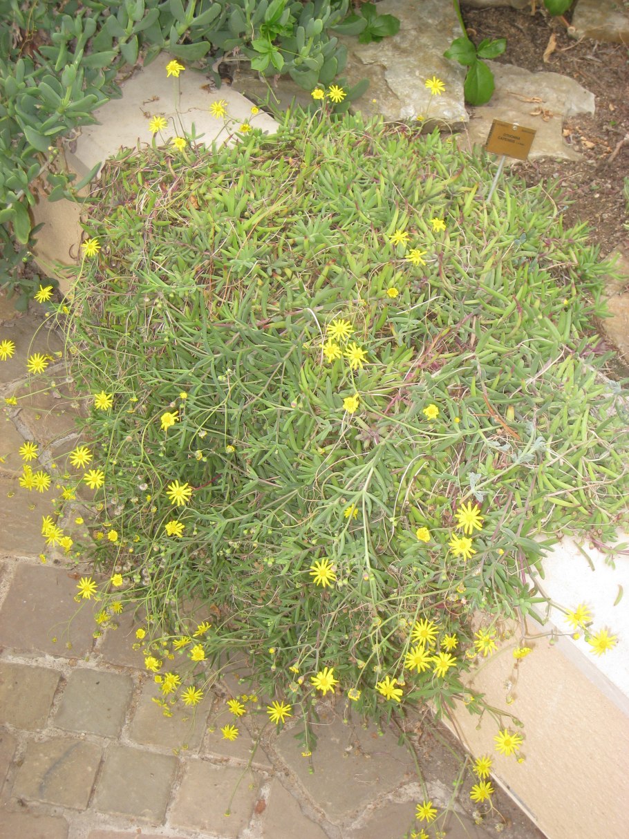 Othonna triplinervia