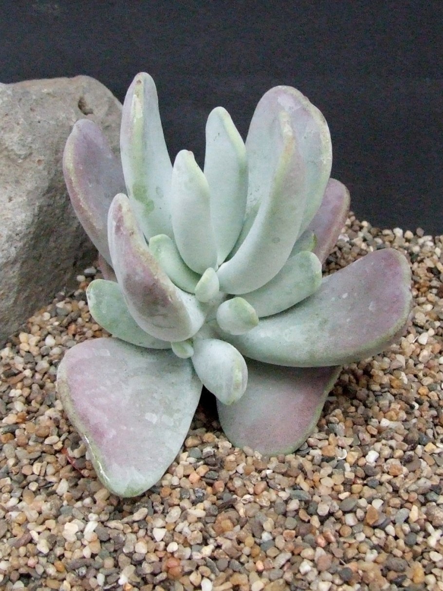 Крестовник дпиннодольный (Senecio longilobus