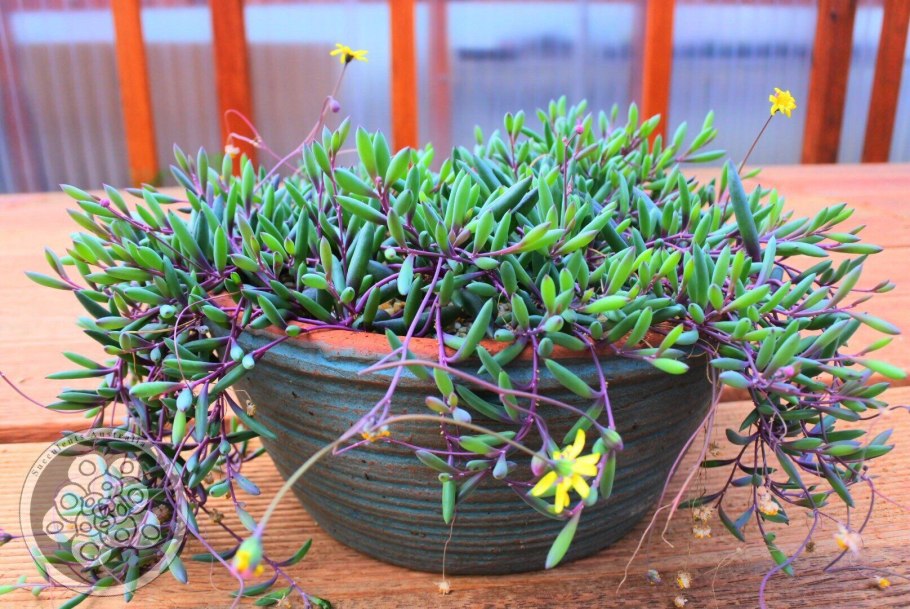 Crassula mesembryanthemopsis