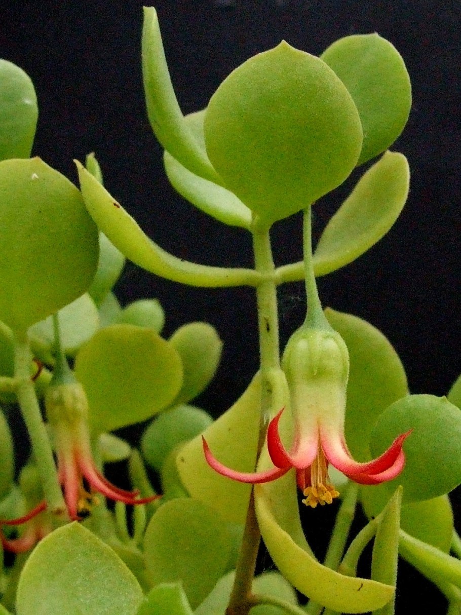 Цифостемма лаза