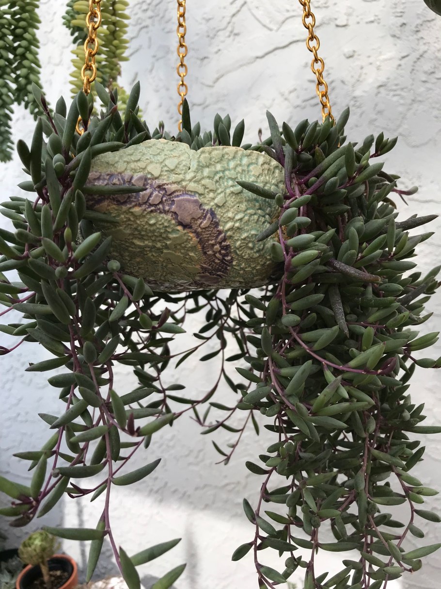 Отонна суккулент