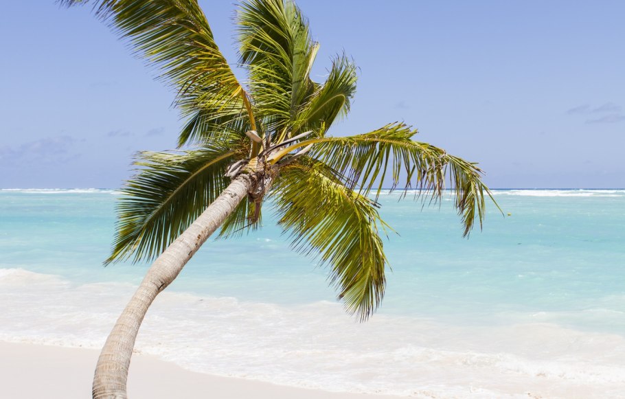 Морская кокосовая Пальма