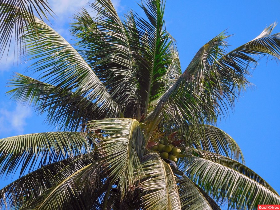 Специалист по безопасности кокосовых пальм