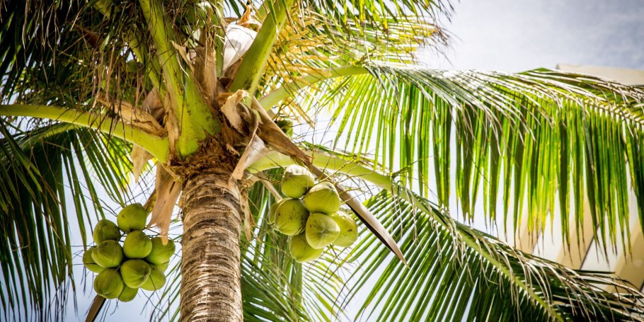 Самоа кокосовая Пальма