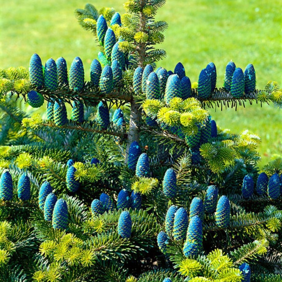 Пихта Абиес Кореана