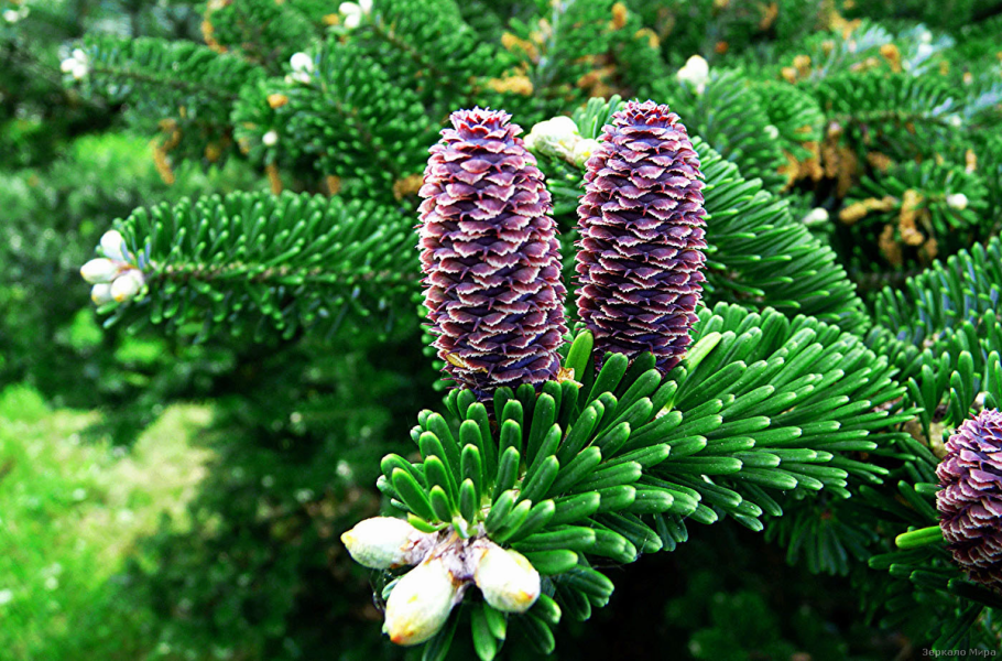 Ель Abies Koreana