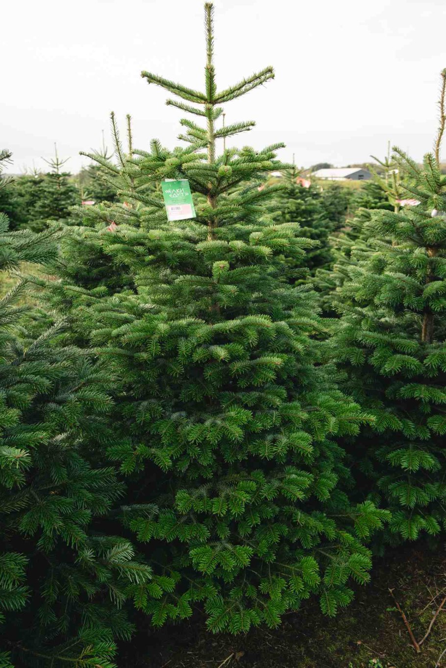 Пихта Нордмана (Нордманна),